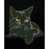 Diamond Dotz Midnight Cat – diamond painting, 27,9×35,5 cm, 4389 dotz | Diamond Painting