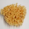 Oklassificerat Natursvamp Honey Comb 8-9cm | Rollers & Tillbehör